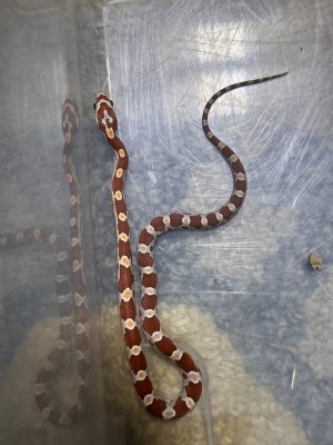 animal image