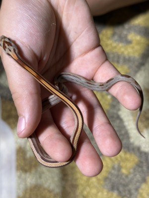 animal image