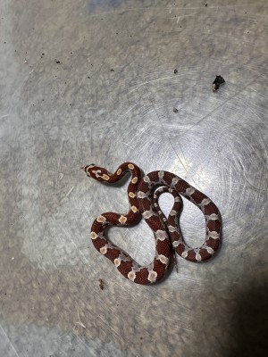 animal image