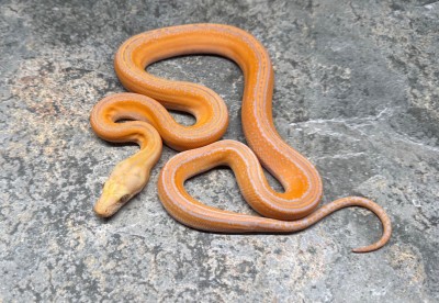 animal image