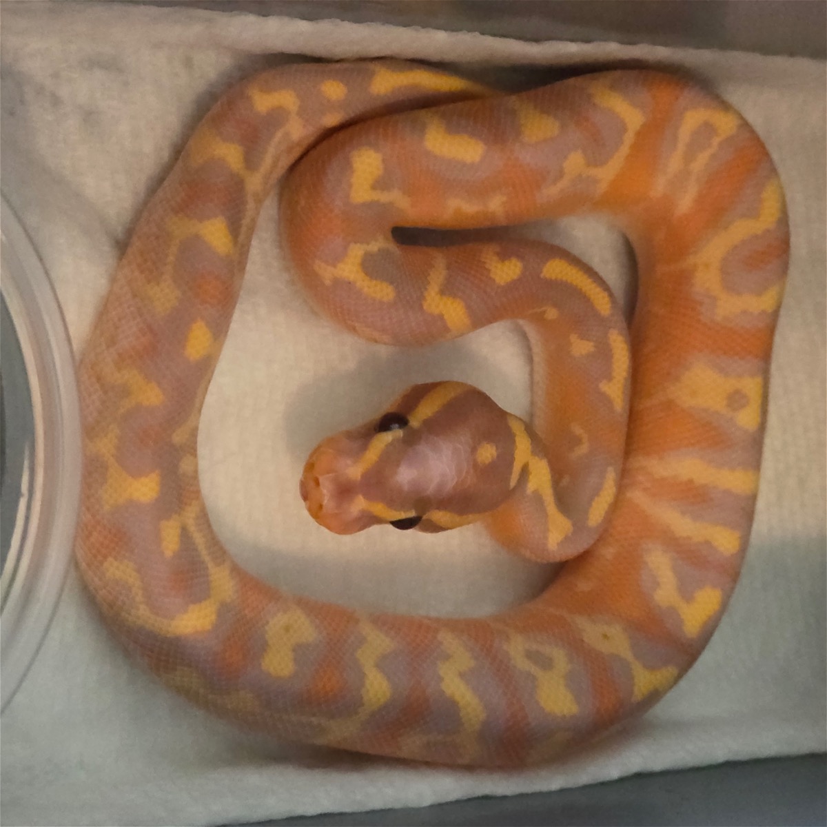 Banana Enchi SA 