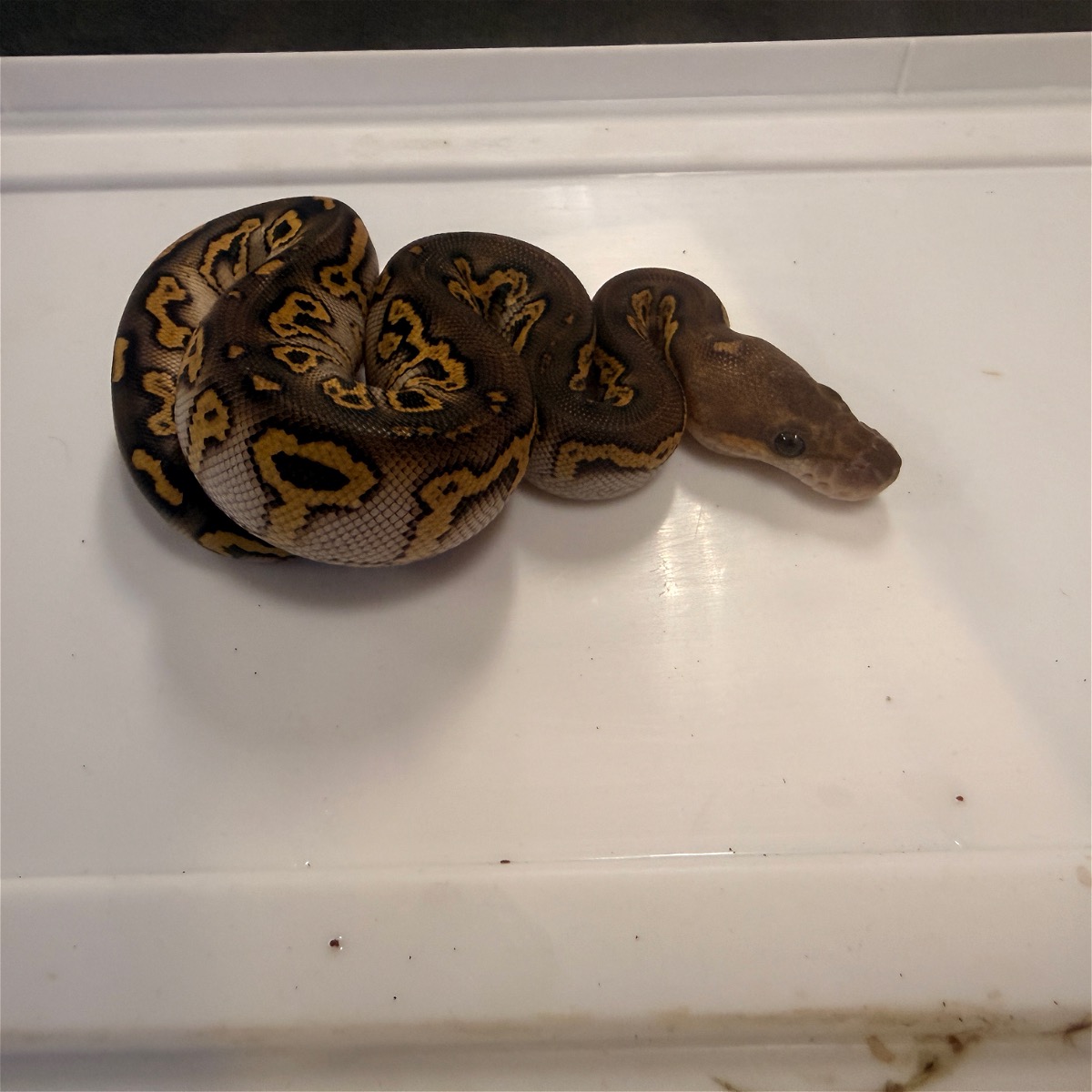 Clown Mojave Asphalt Hurricane BP ( RS) 