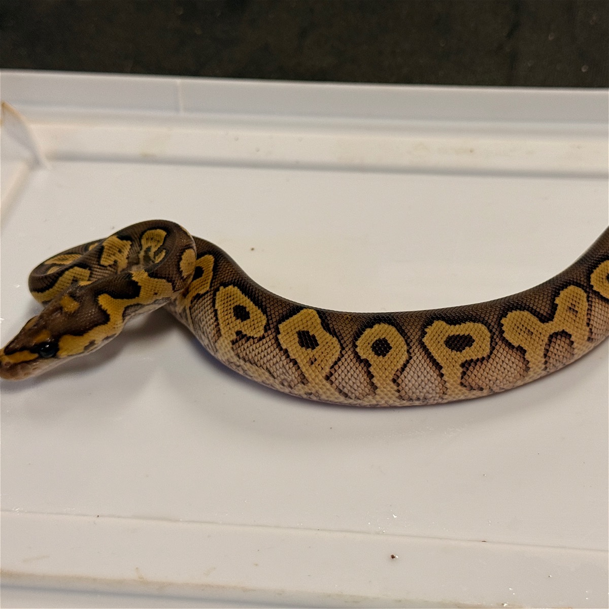 animal image