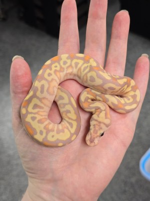 animal image