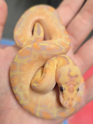 animal image