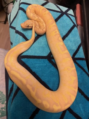 animal image