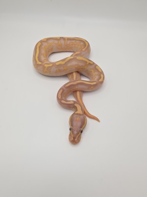 animal image