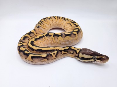 animal image
