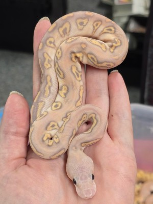 animal image