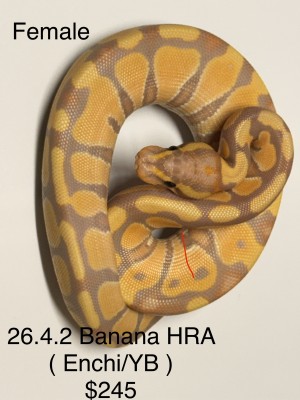 animal image