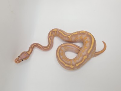 animal image