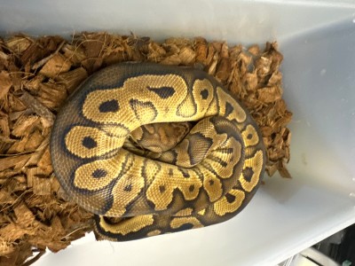 animal image