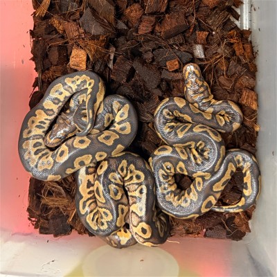 animal image