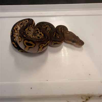animal image