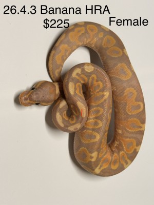 animal image
