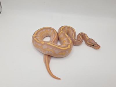 animal image