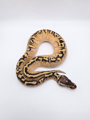 animal image