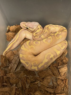 animal image