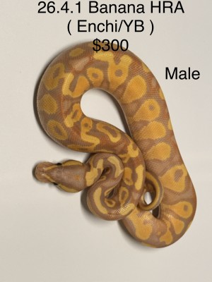 animal image