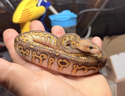 animal image