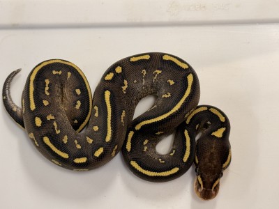 animal image