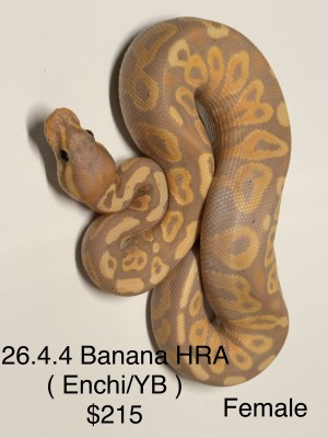 animal image