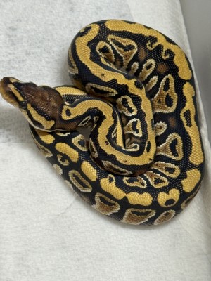 animal image