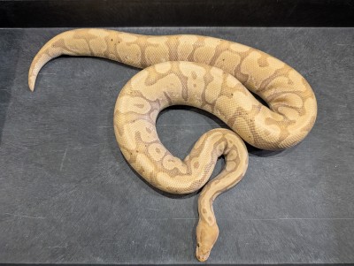 animal image