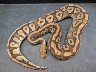animal image