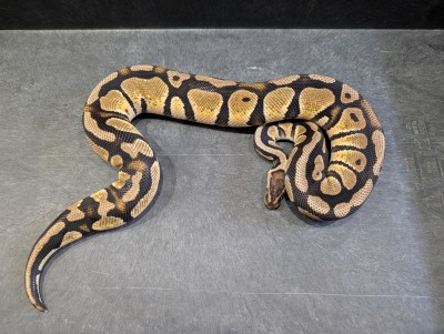 animal image
