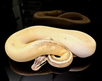 animal image