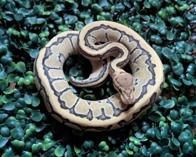 animal image