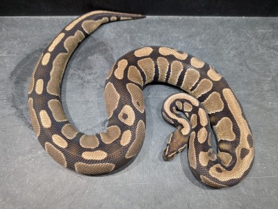 animal image