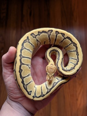 animal image
