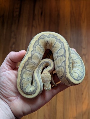 animal image