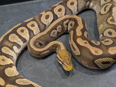 animal image