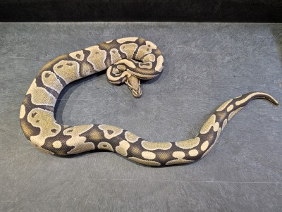 animal image