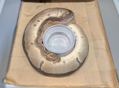 animal image