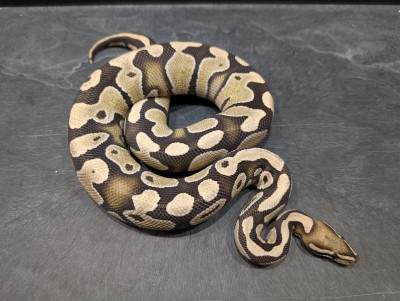 animal image