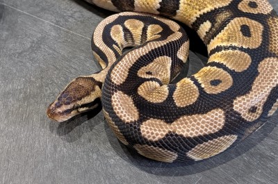 animal image