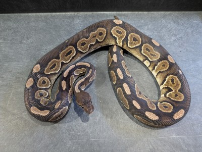 animal image