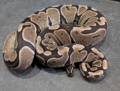 animal image