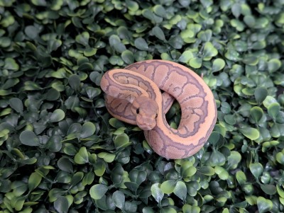 animal image
