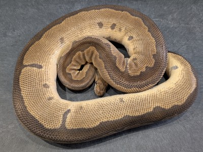 animal image