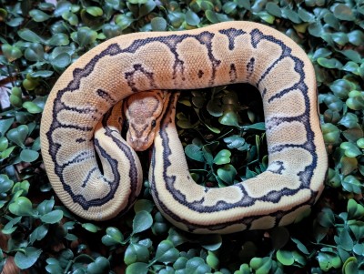 animal image