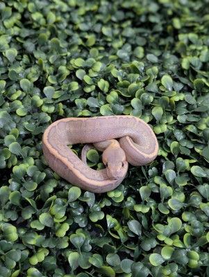 animal image