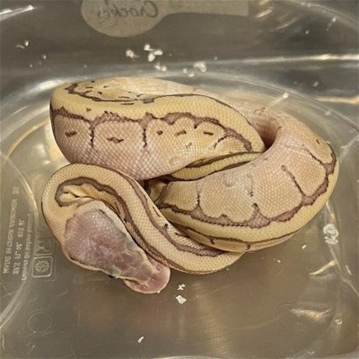 animal image