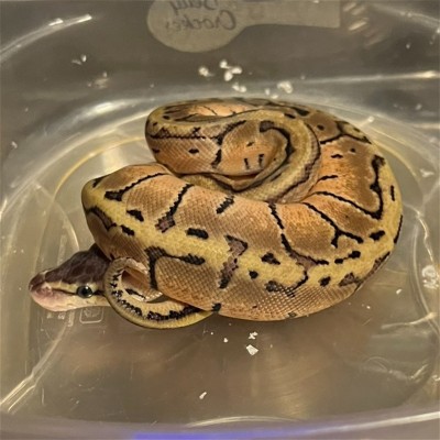animal image
