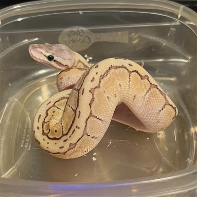 animal image