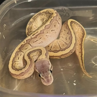 animal image